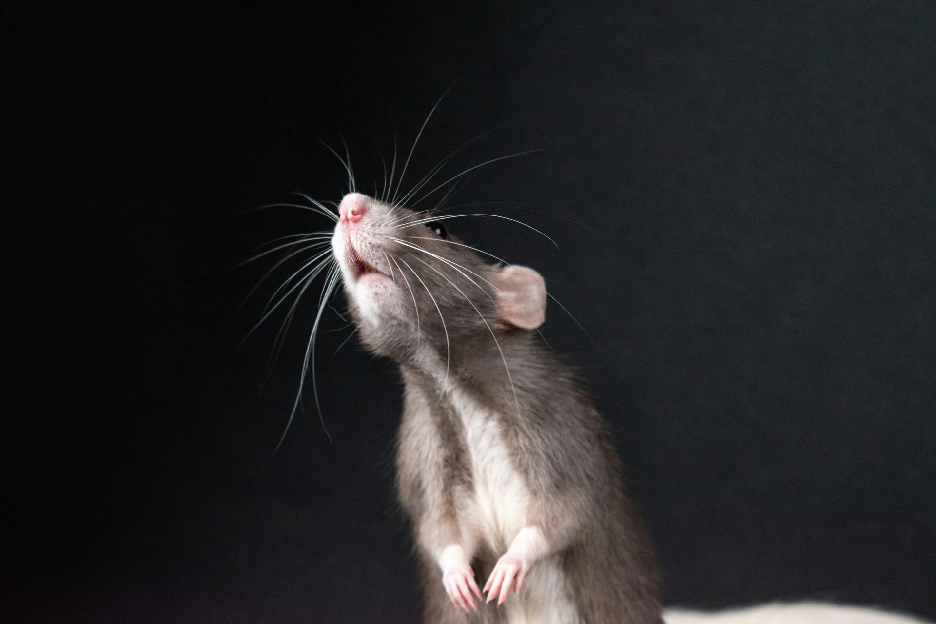 5 Reasons Why Your Business Needs Professional Pest Control Services